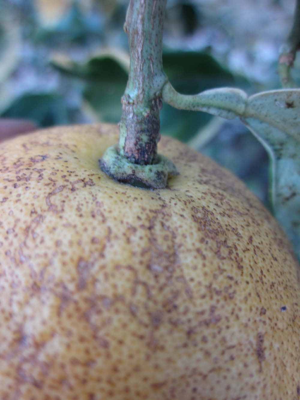            Fruit (Winter Haven, FL)   